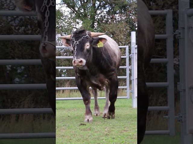 VICTORINO [BAZADAIS]