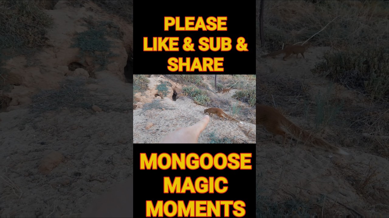 THANK YOU FOR YOUR CONTINUED WILD MONGOOSE CONSERVATION SUPPORT FRIENDS