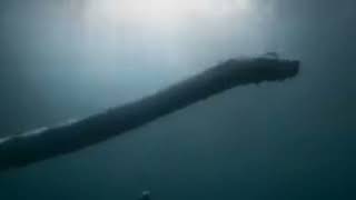 Prehistoric Planet — Tuarangisaurus Dive for Pebbles