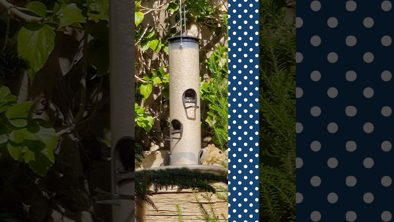 What's up Doc? (Meet Doc, the bird feeder invader)