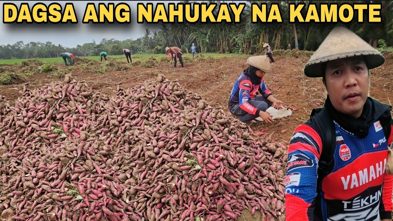 Jackpot Kamote Dagsa ang nakuha  ipinamigay na natin Pero sobrang dami parin ng laman grabi biyaya 