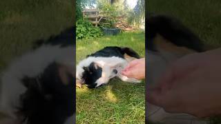 Unicorn BCI Core-8 for dogs
