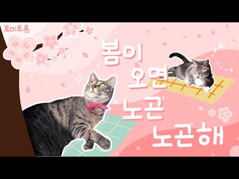 [장난감 나라의 트론이] <strong>EP</strong>. 120 봄이오면 노곤해지는 고양이들 │ <strong>Spring</strong> Makes Cats Relaxed