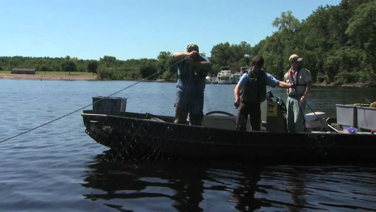 Asian carp search