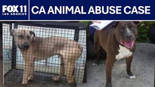 Nearly 100 Dogs Seized From California Shelter Euthanized Rescuers Warn Suspect May Get Probation