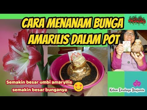 Video: Cara Menanam Dan Merawat Amaryllis