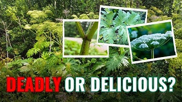 Giant Hogweed vs Common Hogweed: Know the Difference!