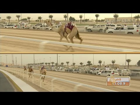 الجزيرة في مضمار السباق لاترضى بديلا عن الذهب 