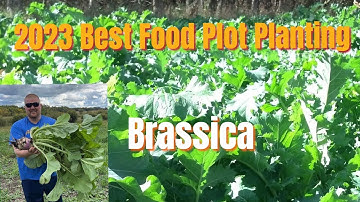 Best food plot planting: Part 2