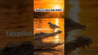 Egyptian plover duniya Ka sabse bada dentist🫡 #crocodile #birds #aquatic #viral