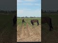 Wild! #wildhorses