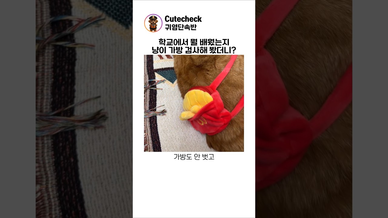 학교에서 뭘 배웠는지 냥이 가방 검사해 봤더니?