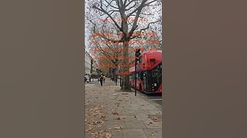 تلاوة للشيخ سعد الغامدي سورة التكاثر