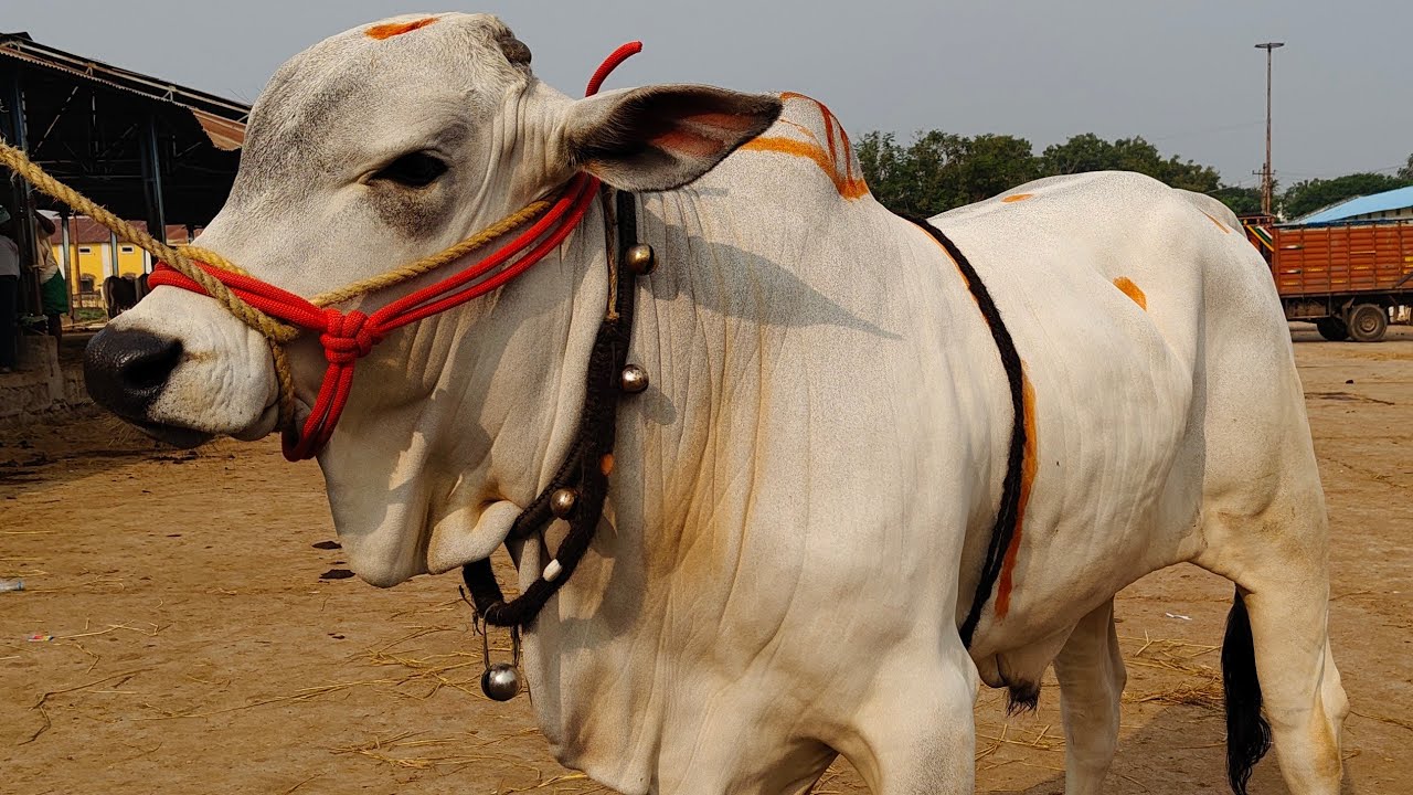 7 December 2025 కోదాడ సంత #ongolebulls #kodada 