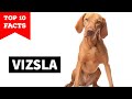 Vizsla - Top 10 Facts