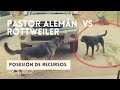 Pastor Alemán y un Rottweiler Agresividad & Asertividad - Lenguaje Canino