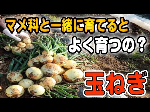 #16.【玉ねぎ栽培】マメ科の植物と一緒に育てると、成長がよいの？【検証】結果はいかに？