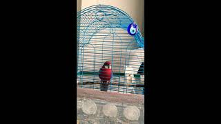 Erkek Rozella papağan ötüşü / Rozella parrot sound #rozella #rozellapapaganı #papağan