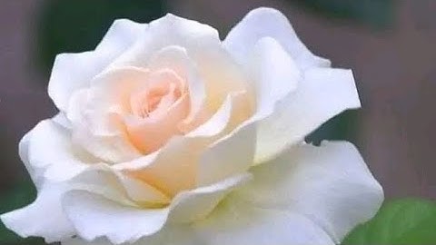 سورة الأنفال (ص - ١٨٢) الشيخ مشاري راشد العفاسي حفظه الله ...