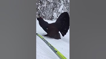 Alien bird greets me
