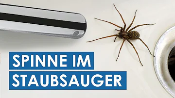 Wie lange überlebt eine Spinne in der Wohnung?