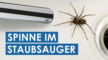 Wie lange überlebt Spinne in Staubsauger?