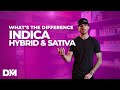 What is the difference between indica sativa hybrid  distromike