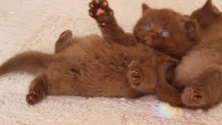 Cattery 'Your Honor' British shorthaired kittens, color chocolate, carriers of the cinnamon gene.