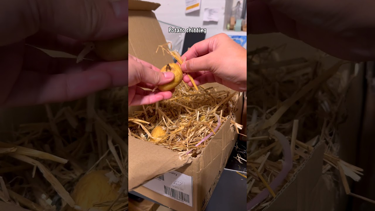 Starting my seed potatoes early by chitting them. Small winter prep for a big summer harvest 🌿🥔
