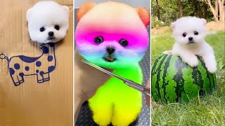 Cute Pomeranian Puppies Doing Funny Things #21 🐶 Cute and Funny Dogs 2024 - VN Pets