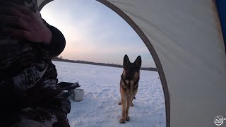 Ловля мирной рыбы на поплавок. Познакомился с Тузиком  Зимняя рыбалка