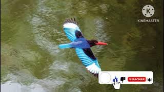 Masteran burung cangkakak Jawa gacor pancingan suara burung cangkakak Jawa