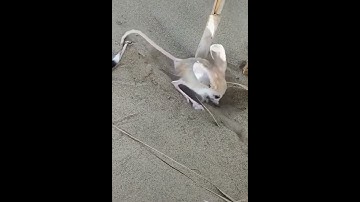 A Jerboa digging sand anxiously