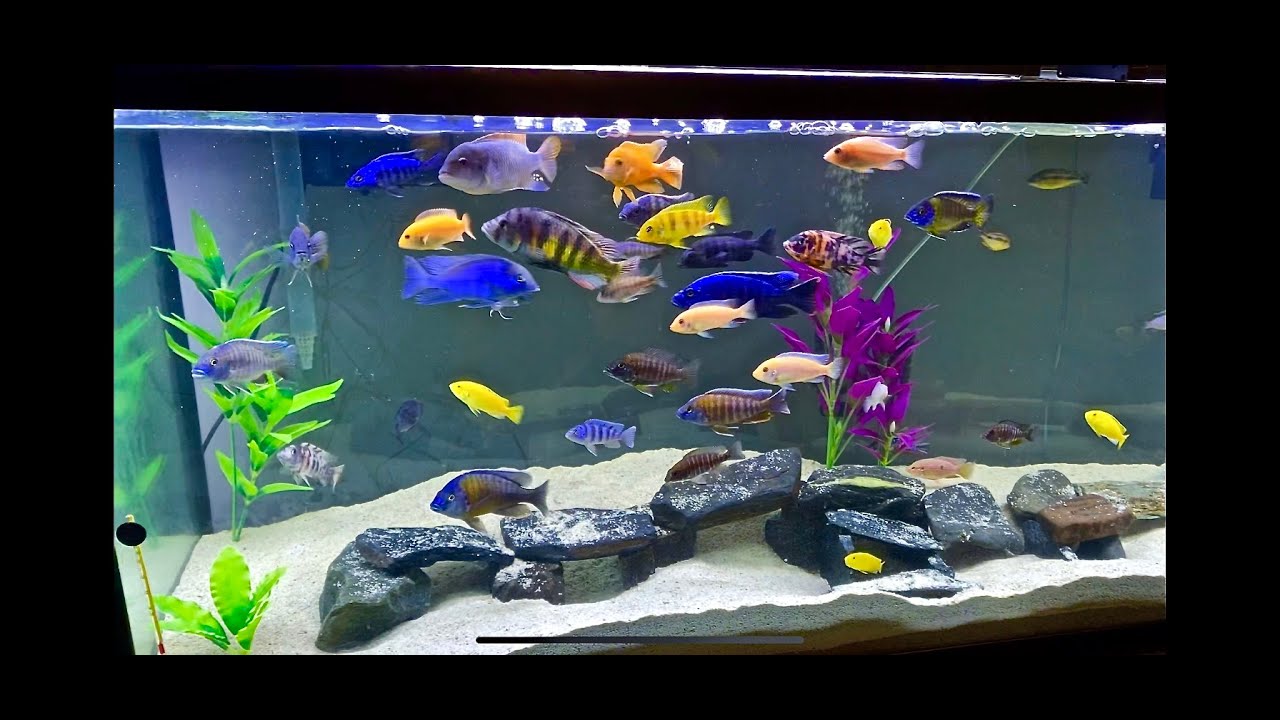Feeding Overstocked African Cichlid Tank