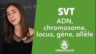 ADN, chromosome, locus, gène, allèle - SVT 1ère - Les Bons Profs