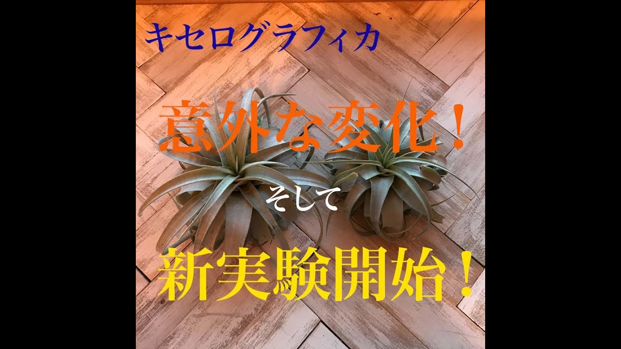 キセログラフィカ B C 育成日記1 おたまちゃんねる