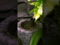 Kyorinbo Temple Fresh Green Season | Hidden Gem in Shiga Japan 🌿✨🇯🇵