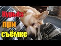 На УЗИ всей улицей》Горыныч в стаде》Голубей прибавилось