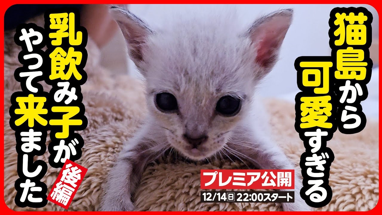【子猫 保護】猫の島で生まれた 小さな小さな子猫たち【後編】