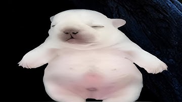 Nature Documentary : Pibbles