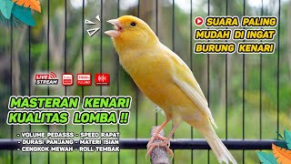 Masteran Kenari PAUD & Pancingan Kenari MACET BUNYI‼️ Terapi AMPUH Bikin Kenari GACOR (Episode 134)