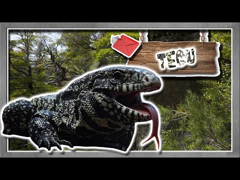 Argentine tegu: the misunderstood lizard