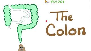 The Large Intestine (Colon) & the Appendix | Gastroenterology | Biology