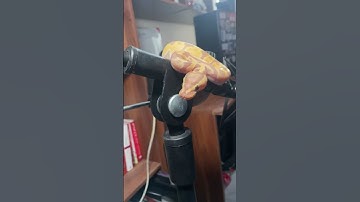 رنگ های زیبا مار #مار #reptile #ballpython #پایتون #ballpythonsnake #pet #python #animal