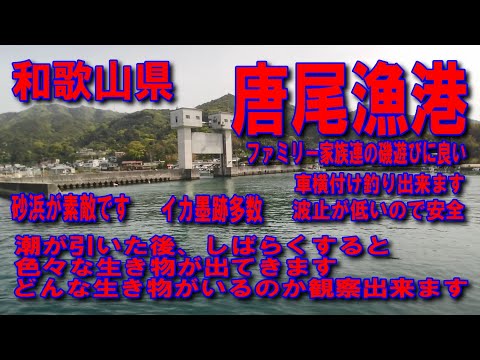 #52和歌山県唐尾漁港かろぎょこう干潟の観察できる生き物ファミリー家族連の磯遊びに良い車横付け釣り出来ます波止が低いので安全ファミリー家族連れサビキ釣りに良いイカ墨跡多数海とみかん畑が見える素敵な道