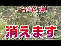 【再アップ】蜂の巣をエアガンで駆除してみた【ほぼ編集無しバージョン】