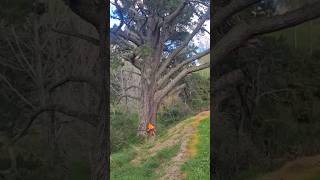 cut down old, ancient trees.🌲#trees #shorts #sawmill