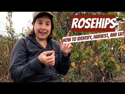 וִידֵאוֹ: What Are Rose Hips: Tips On Harvesting Rose Hips From The Garden