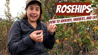 Rosehips: How to Identify, Harvest, and Eat