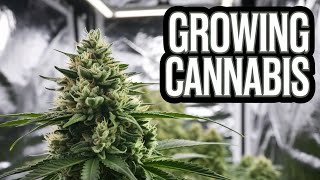 GROWING CANNABIS YOUR WAY,  END OF WEEK 6 OF BUD. SOUR KUSH